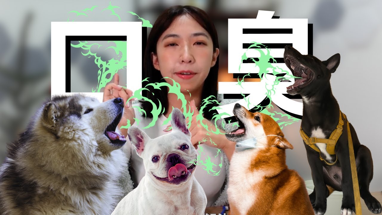 寵物牙齒如何照護？｜pet dental care/pet dental cleaning