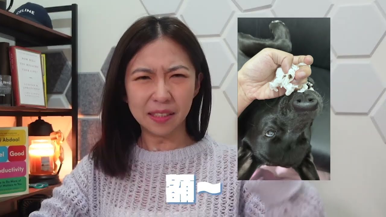 想吸爆狗狗貓咪，但是耳朵臭到不行😖Dog and Cat Ear Cleaning👂
