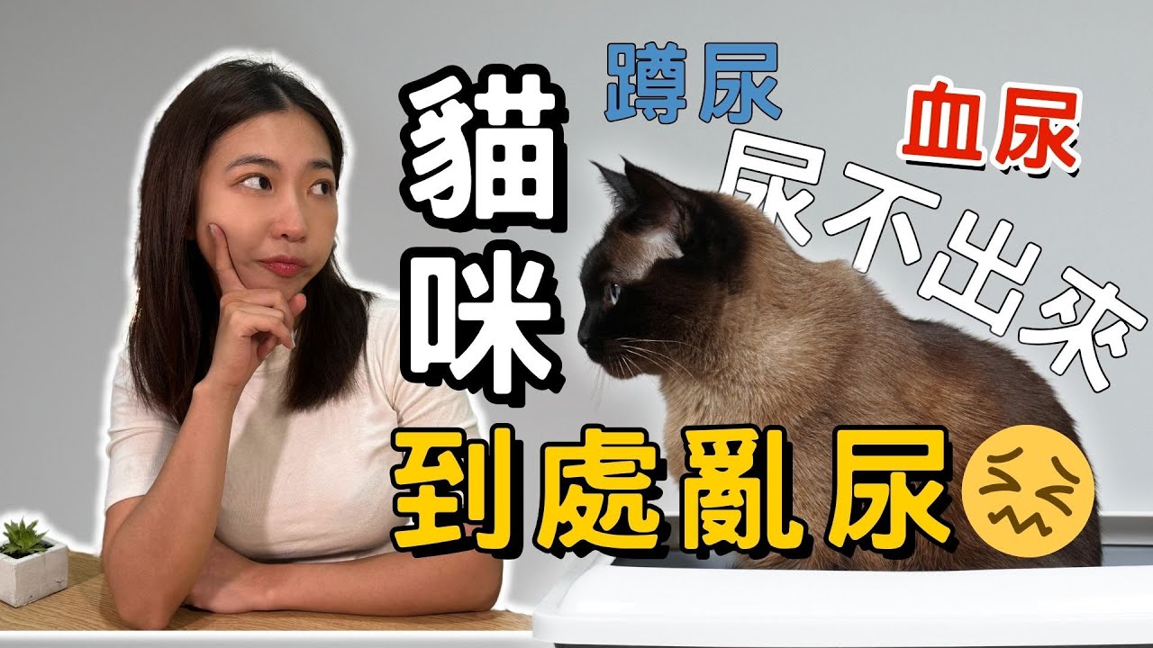 貓咪尿道炎是什麼？｜亂尿尿、血尿、蹲尿、尿不出來，的真相是？｜你的狗貓壓力大嗎？（狗在影片後面）