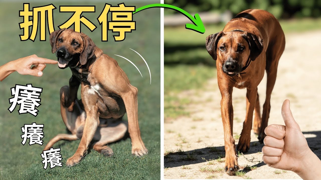 如何照護狗貓皮膚？dog and cat skin care | 搔癢、過敏、異位性皮膚炎 通通走開