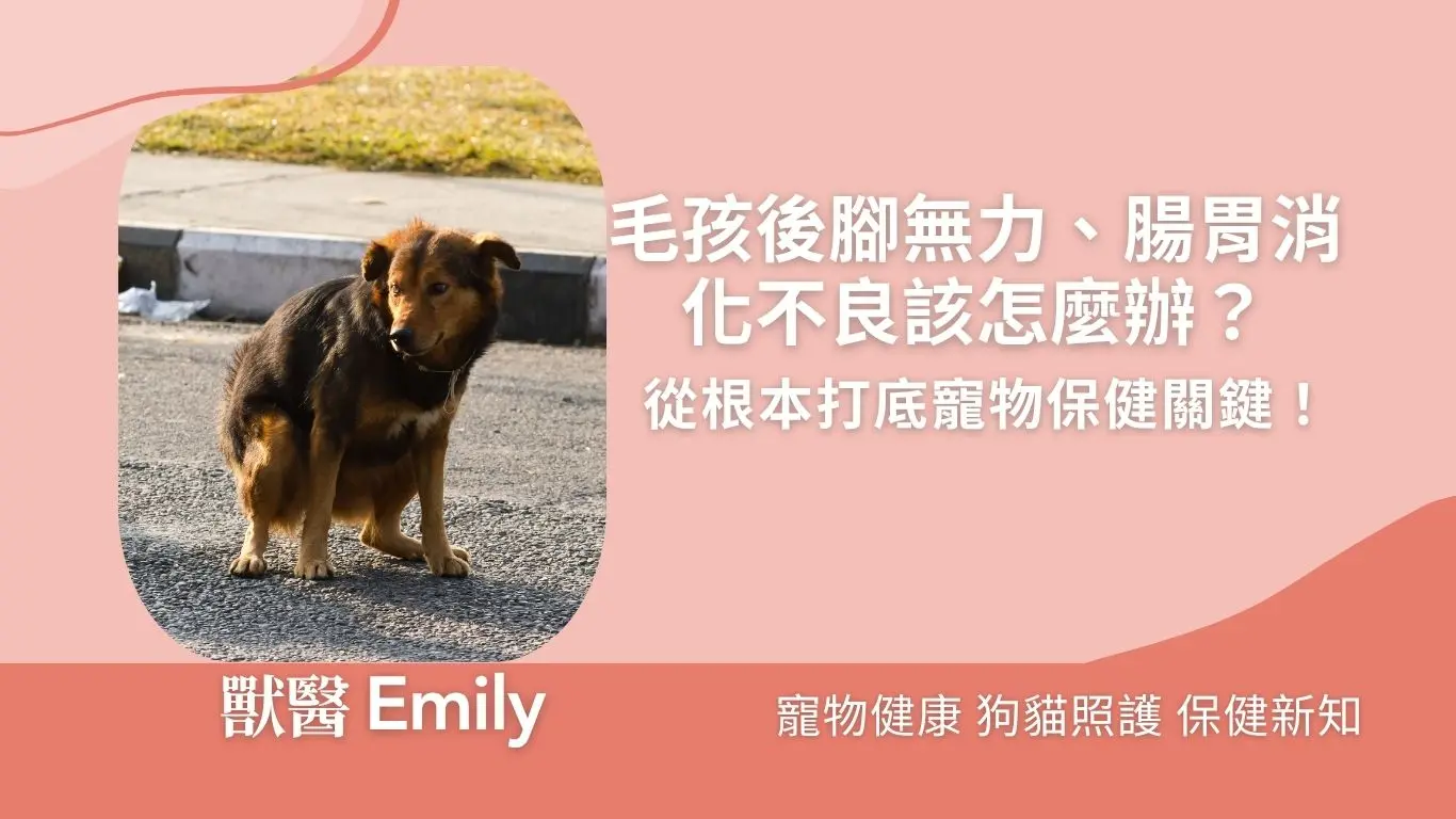 毛孩腸胃關節