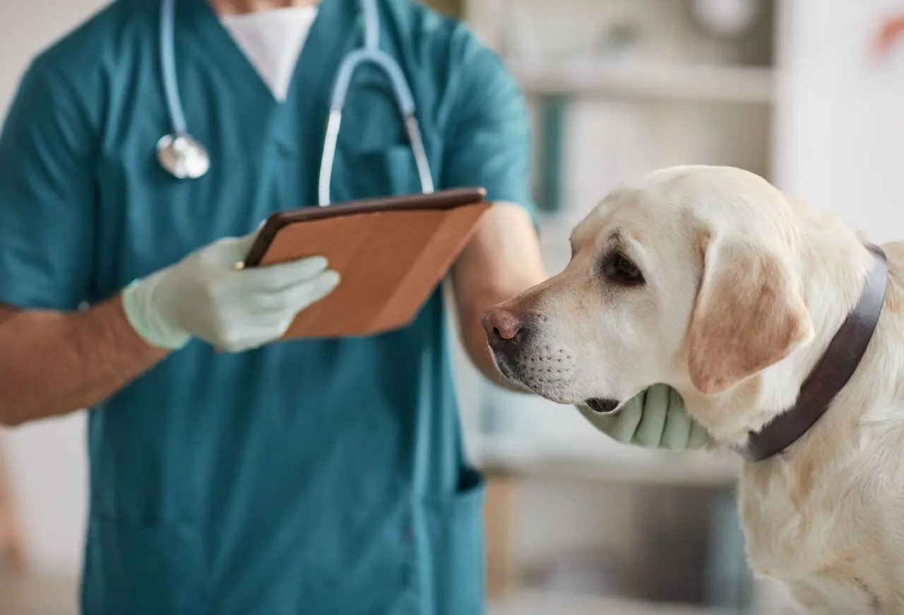 狗狗皮膚病在動物醫院的診療過程示意圖
