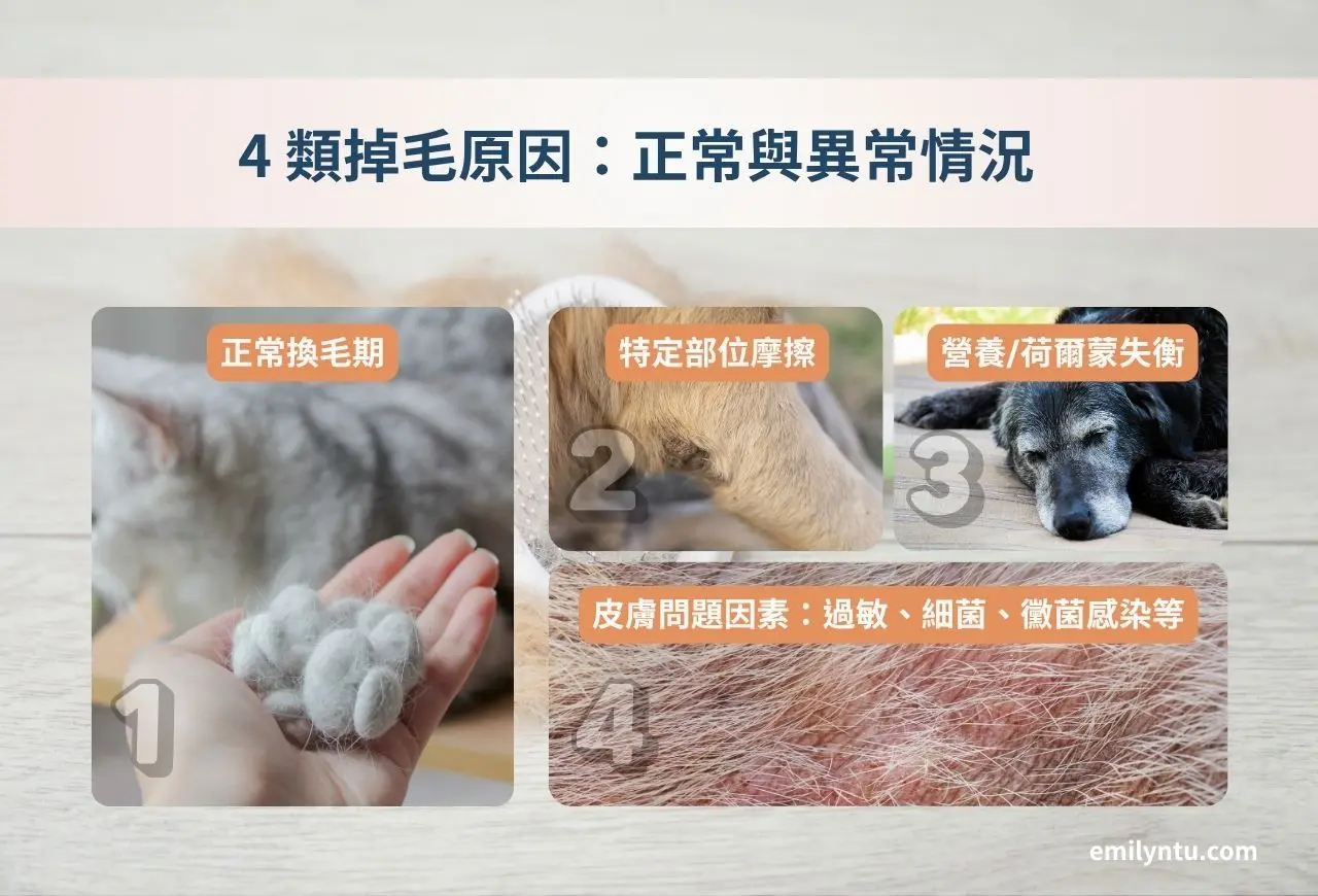 毛孩是正值換毛季，還是有其他潛在問題導致掉毛？圖 / Emily 團隊製