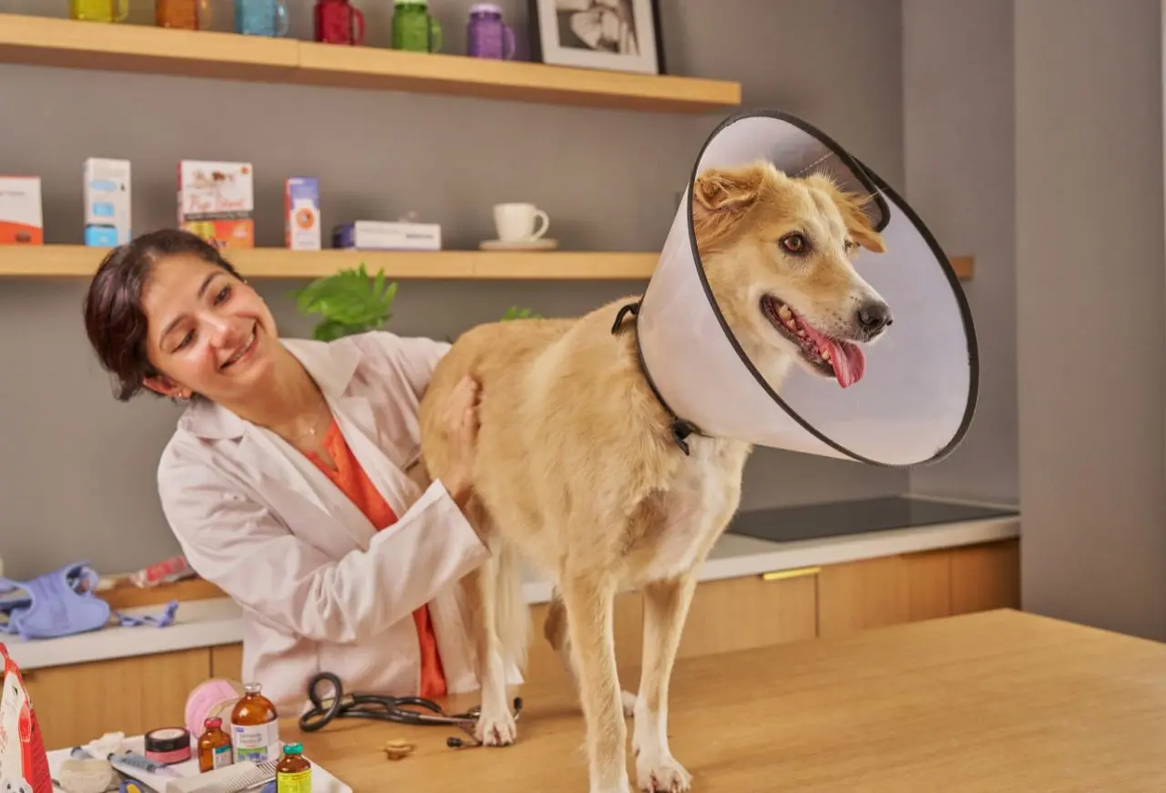 如果需要戴頭套，飼主務必執行到底！