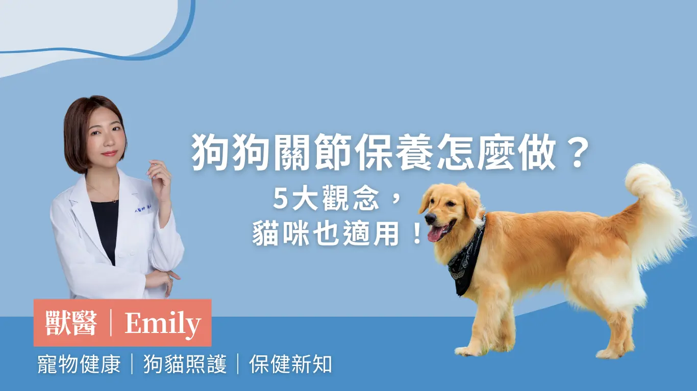 狗狗關節保養獸醫師教你5大觀念,貓咪也適用!