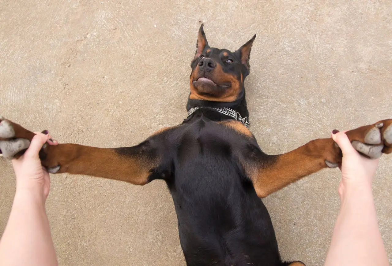 杜賓犬帶有突變基因，是擴張型心肌病的高風險犬種。圖/Canva。