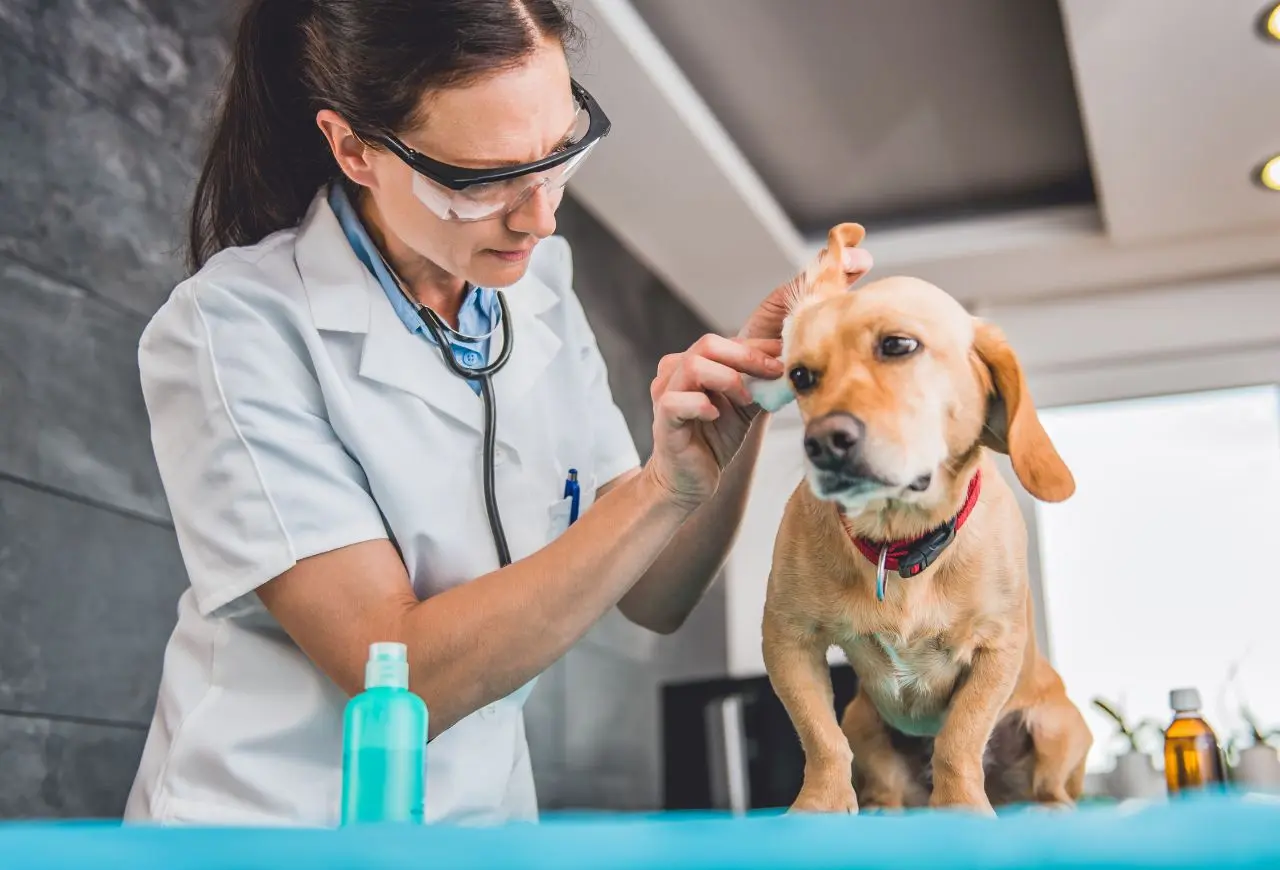 狗狗如果不會抗拒碰耳朵，獸醫通常會協助清潔耳部，讓耳藥能夠更好地發揮療效