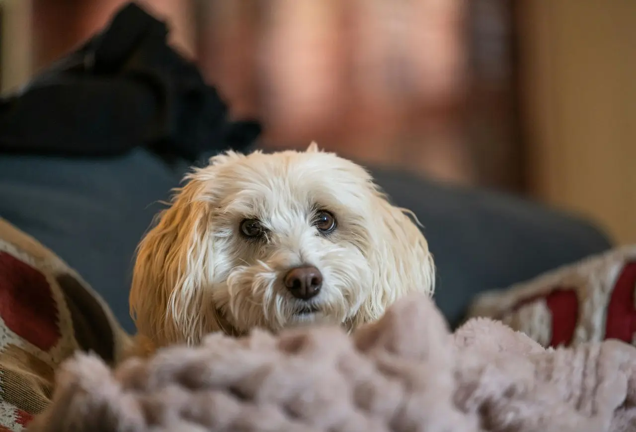 台灣中小型犬居多，因此更常見瓣膜性心臟病的發生。圖/Canva。