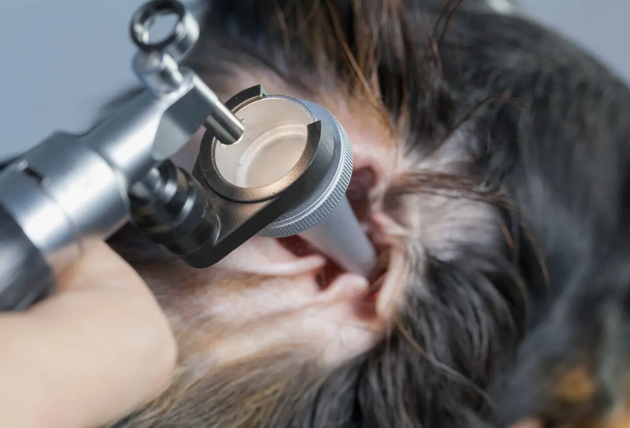 透過耳朵鏡檢查確認發炎原因、嚴重程度，以及如何給藥治療。