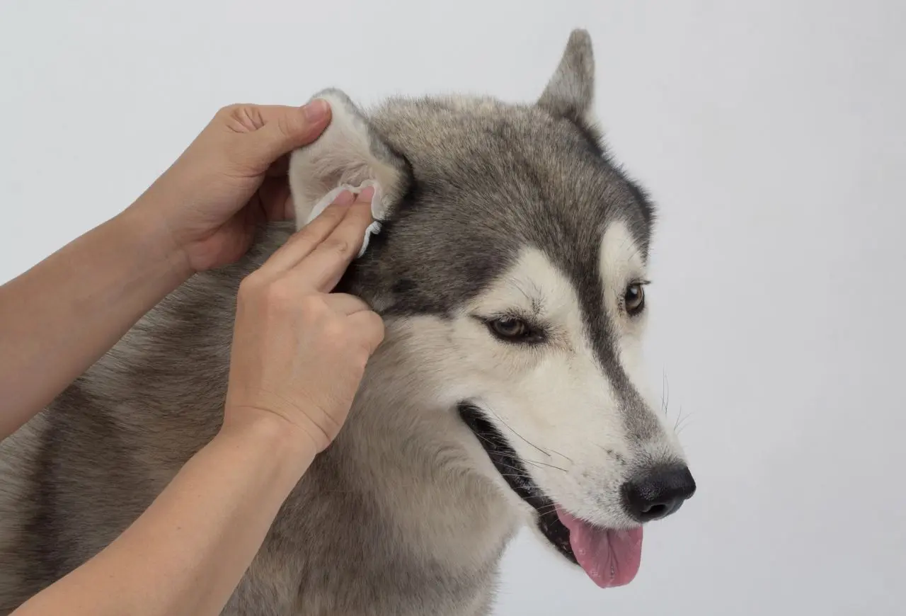 狗狗耳道照護：體外寄生蟲預防（定期使用驅蟲藥）＋定期掀開耳朵檢查（搭配適當清潔）＋保持耳道乾燥、通風（注意環境濕度）。