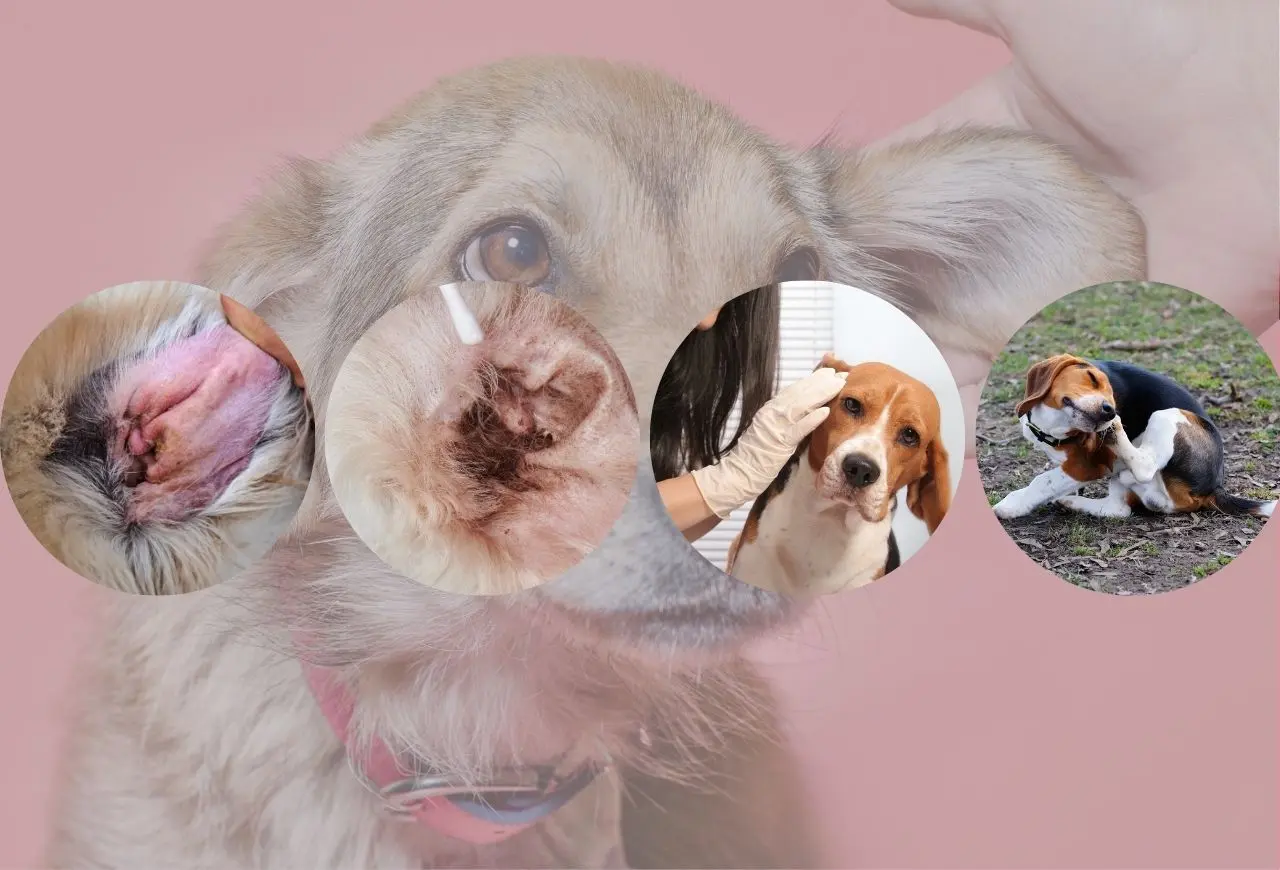 耳朵發炎症狀與行為表現：耳道顏色、耳垢顏色、狗狗不想被觸碰耳朵、頻繁抓耳甩頭等等。