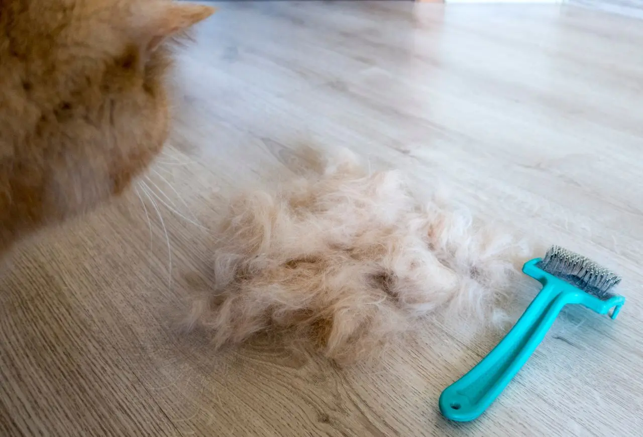 邁入高齡的貓貓，理毛頻率可能下降，需要飼主主動梳毛、定期清潔