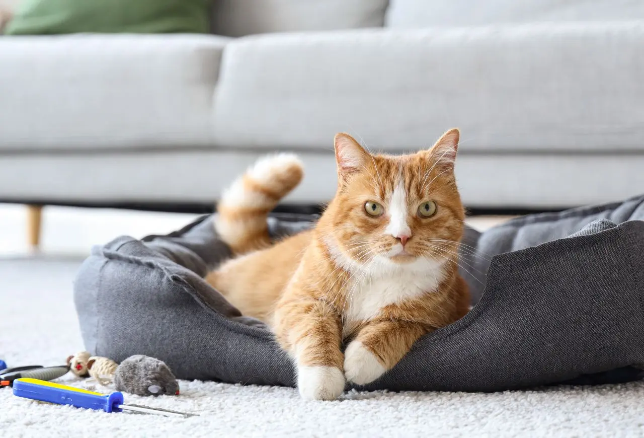 讓飲食起居取得方便是照顧老貓的重要原則。