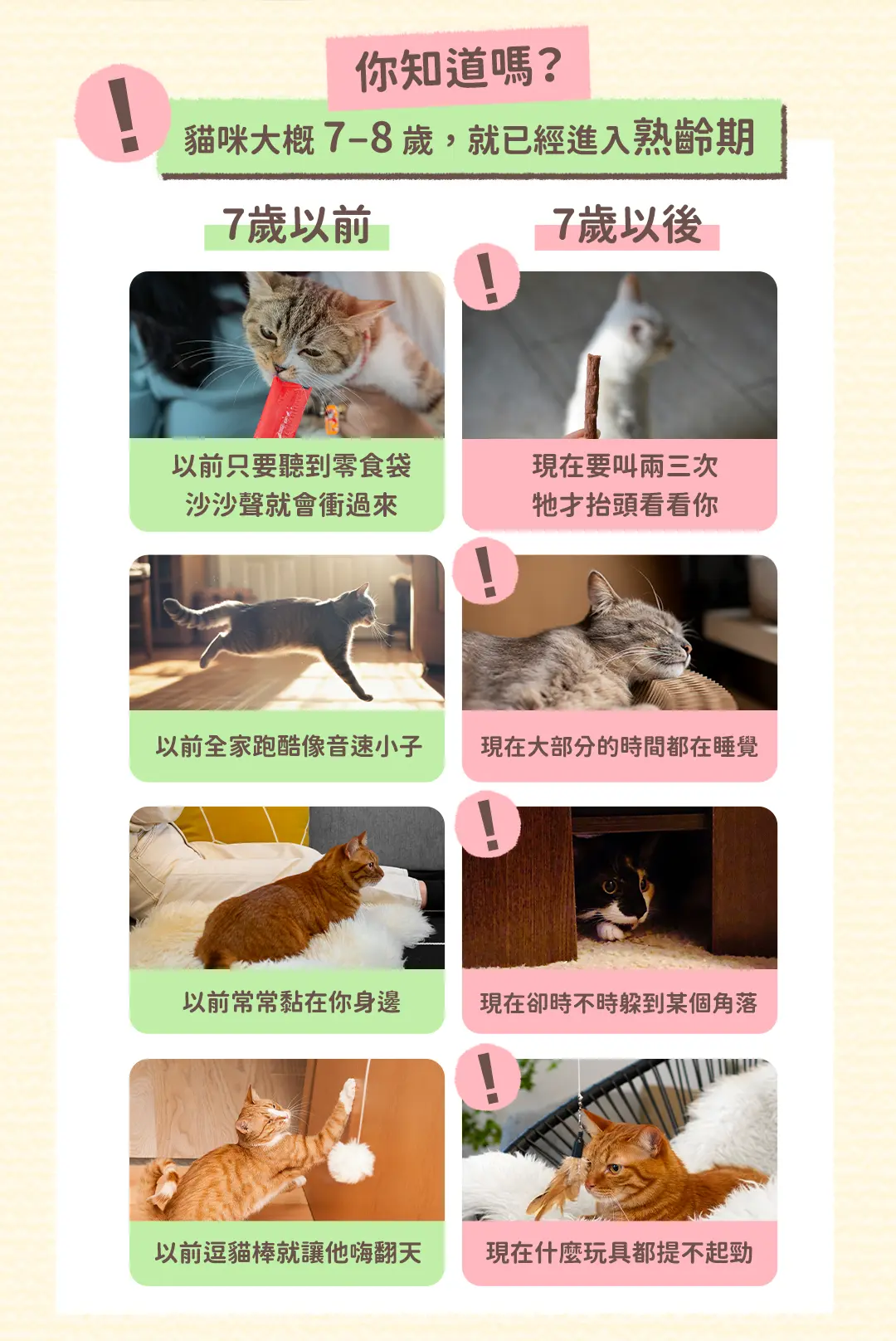 老貓照護白話文 課程頁面 02