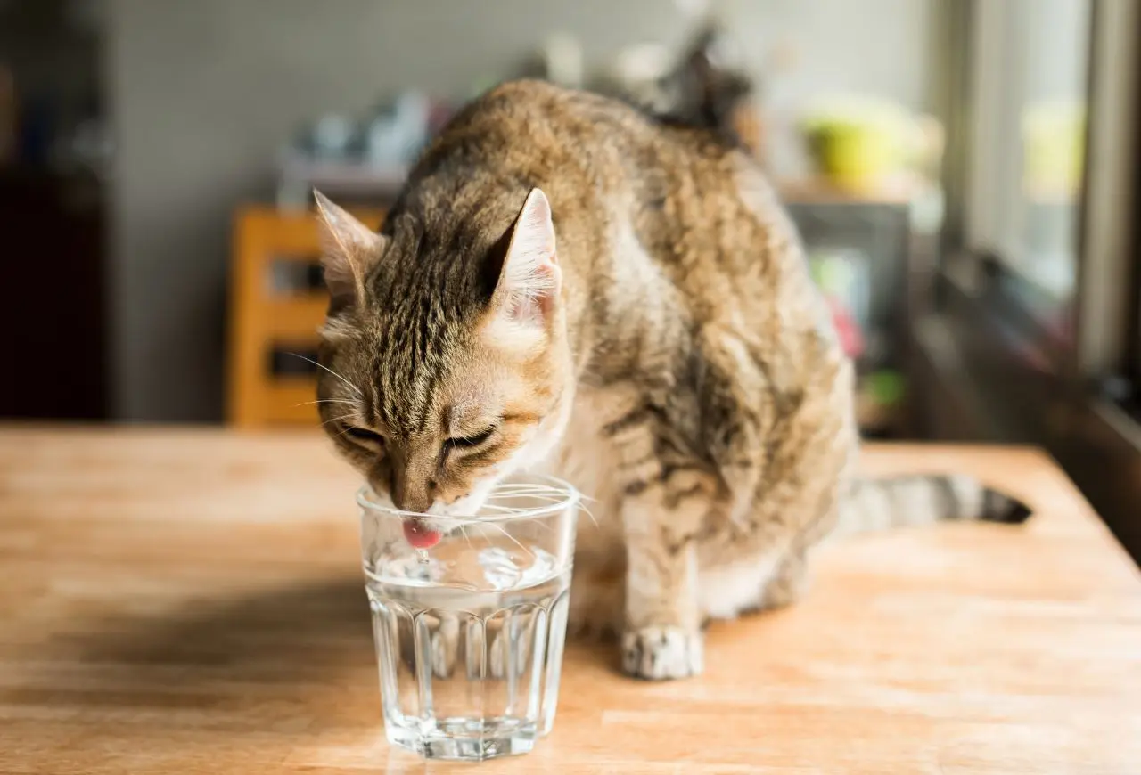 老貓更容易喝水不夠，讓身體處於脫水狀態，也容易有尿路結石、慢性腎病等疾病風險
