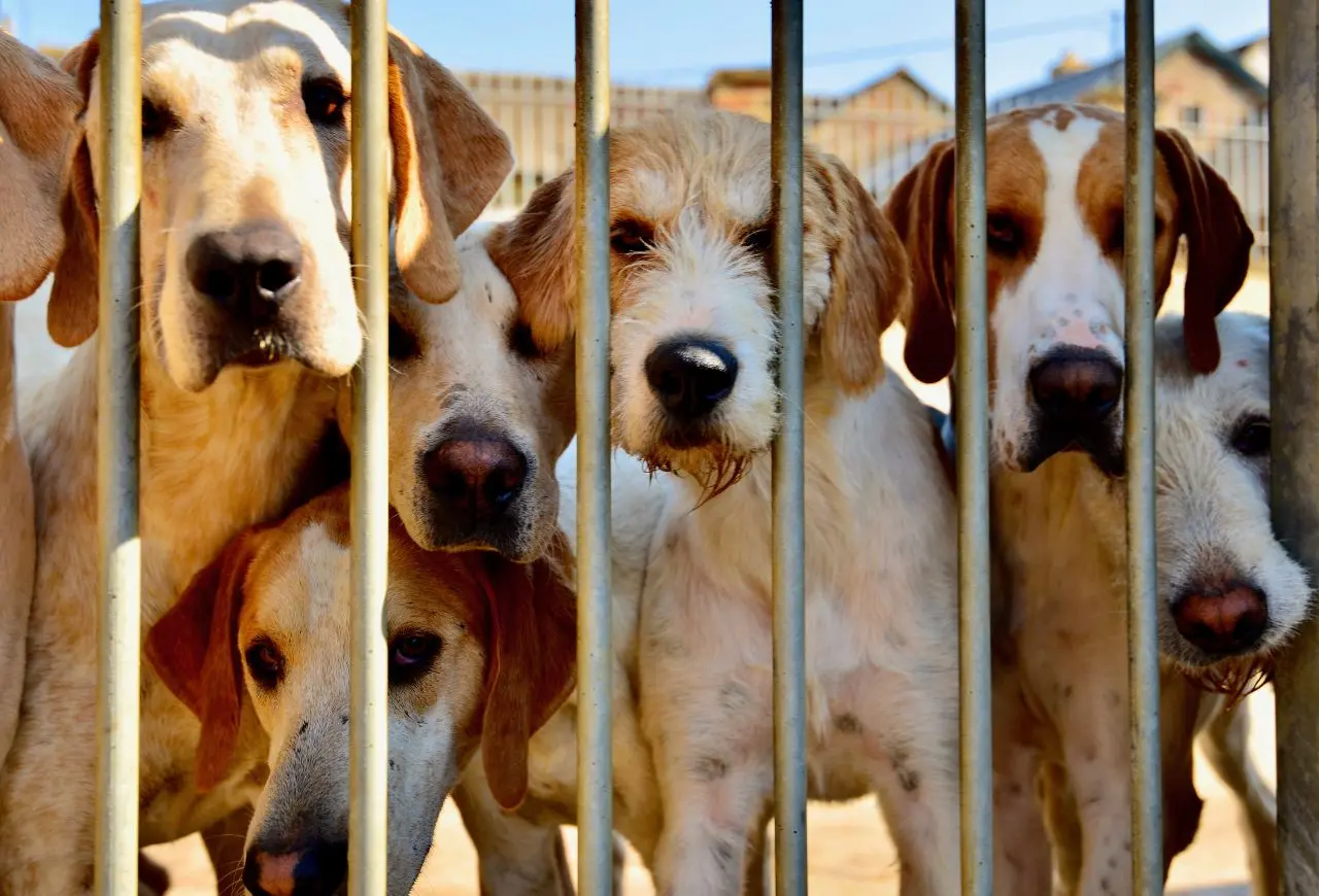 在飼養環境擁擠、通風差、溫濕度高的地方，如犬舍、動物收容所，病原傳播迅速，傳染性強。