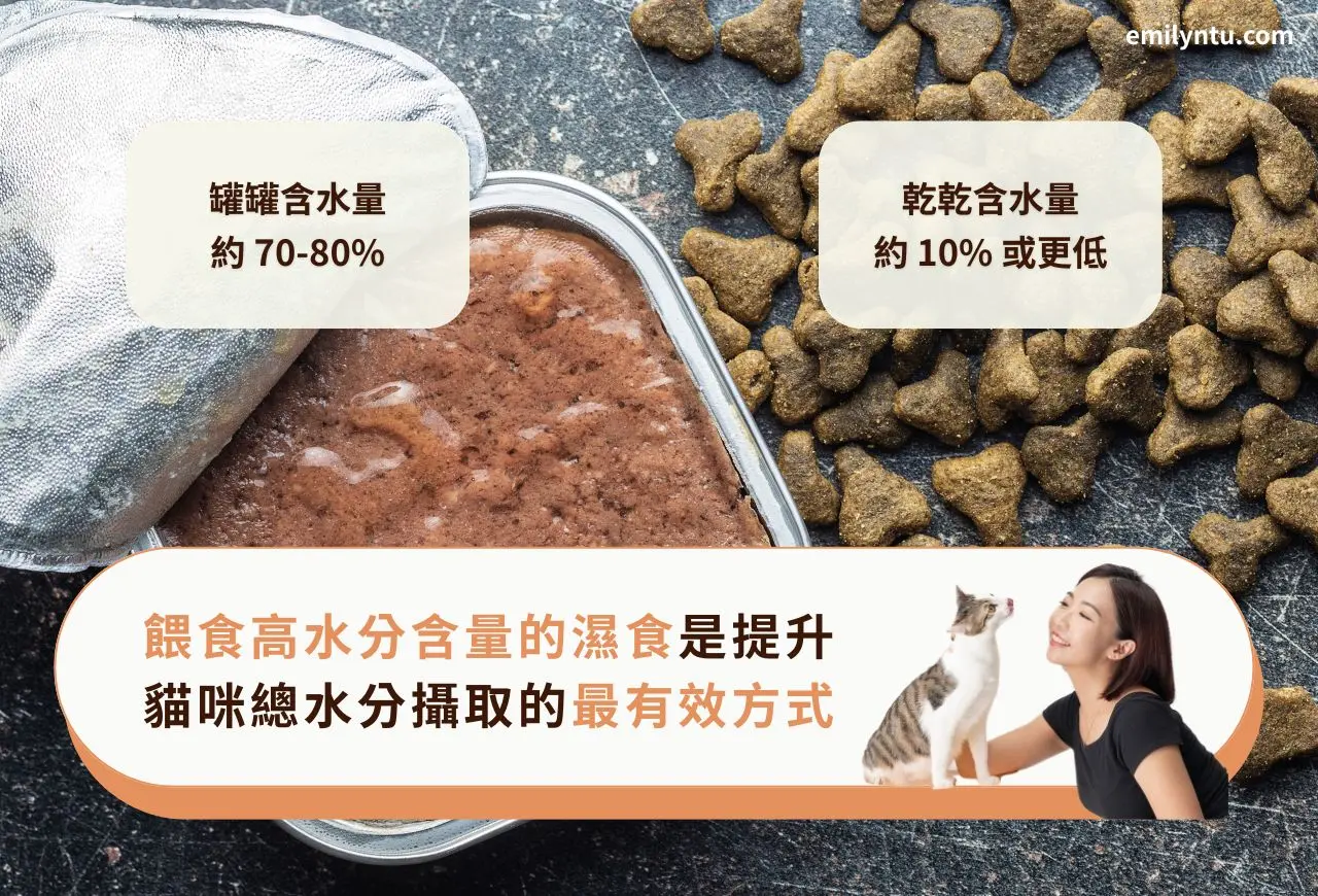最有效提升貓咪喝水量的方式是餵食濕食