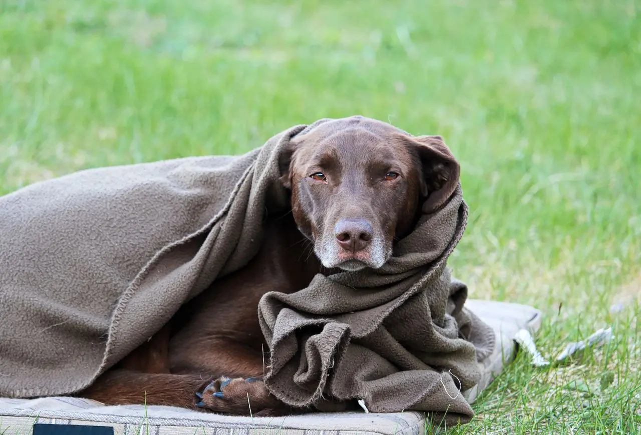 發抖一般是身體調節的正常反應