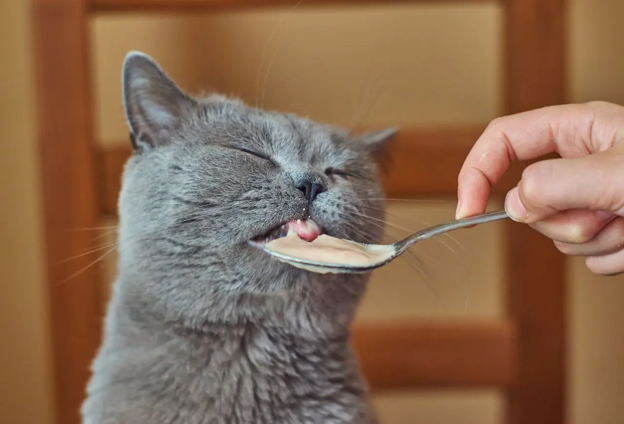 調整貓糧可以提升老貓食慾，若換成濕食還能增加水分攝取量。