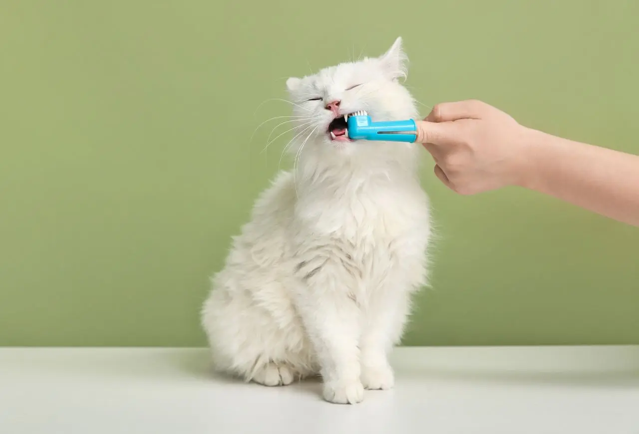 沒有刷牙的日子，口腔都暴露在牙菌斑的侵害之下