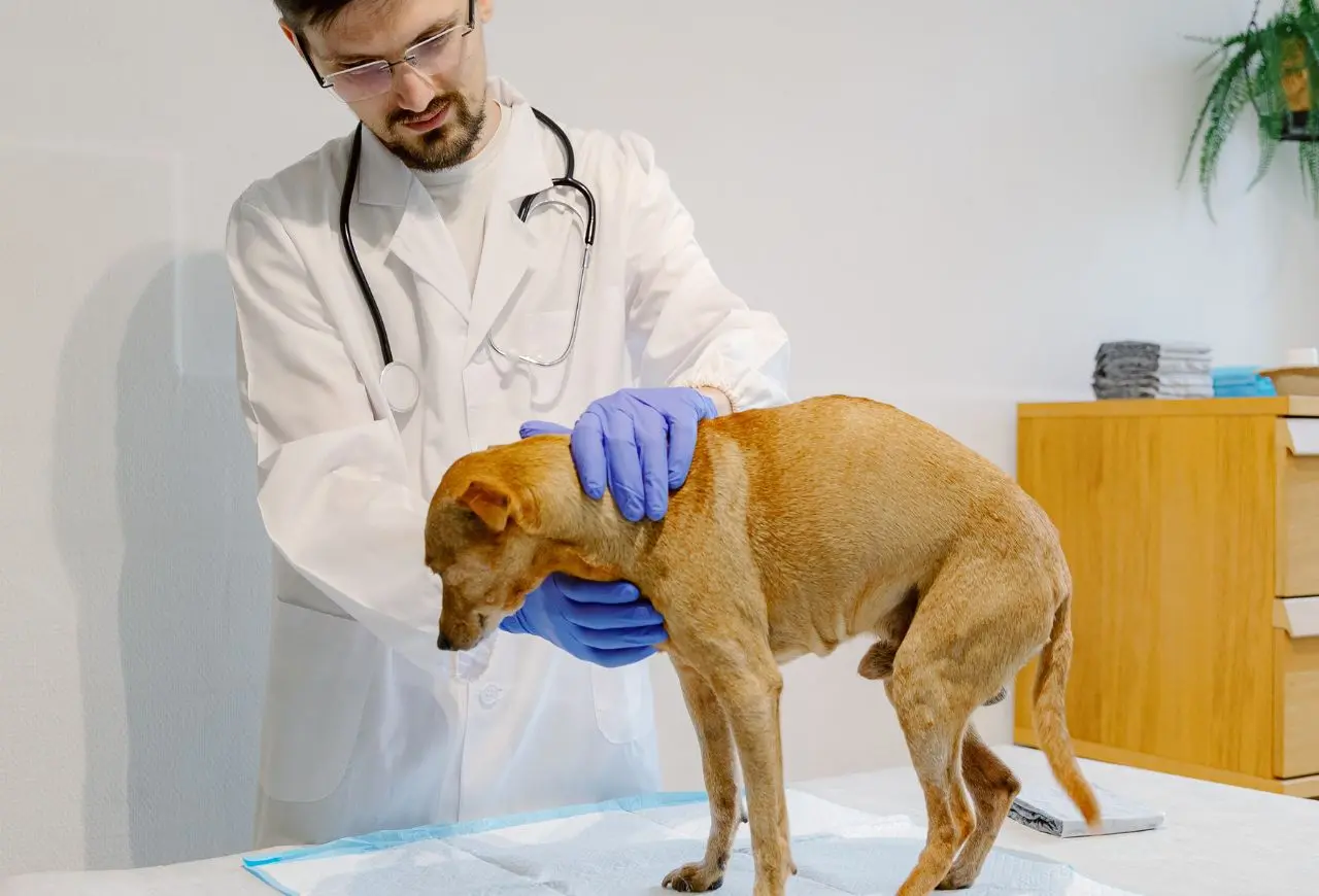 拱背是疼痛表現之一