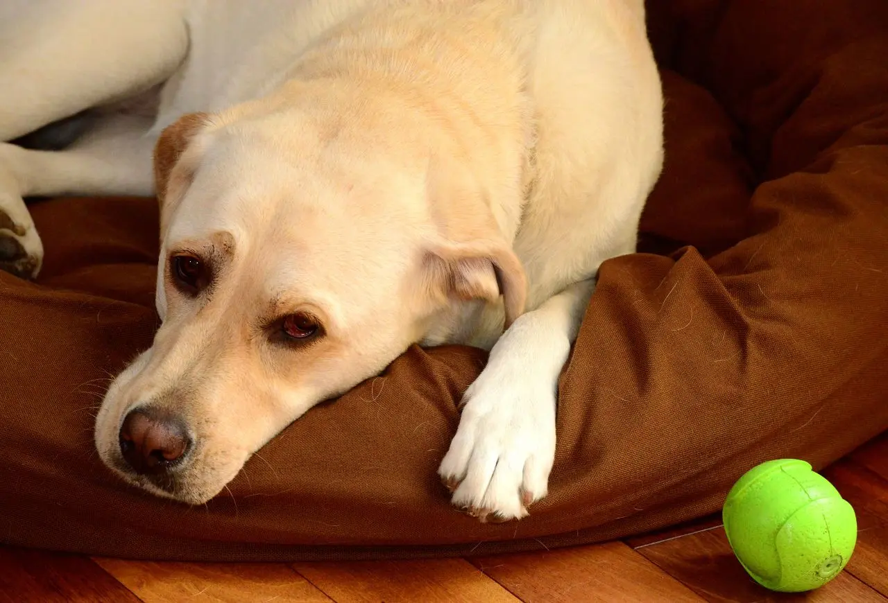 柔軟舒適、不被打擾的空間對老狗尤其重要