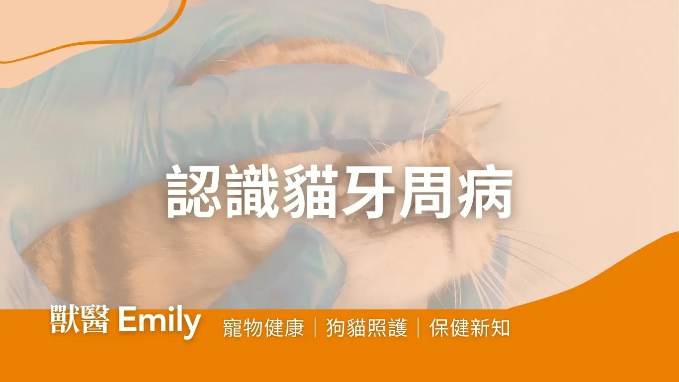 貓牙周病封面