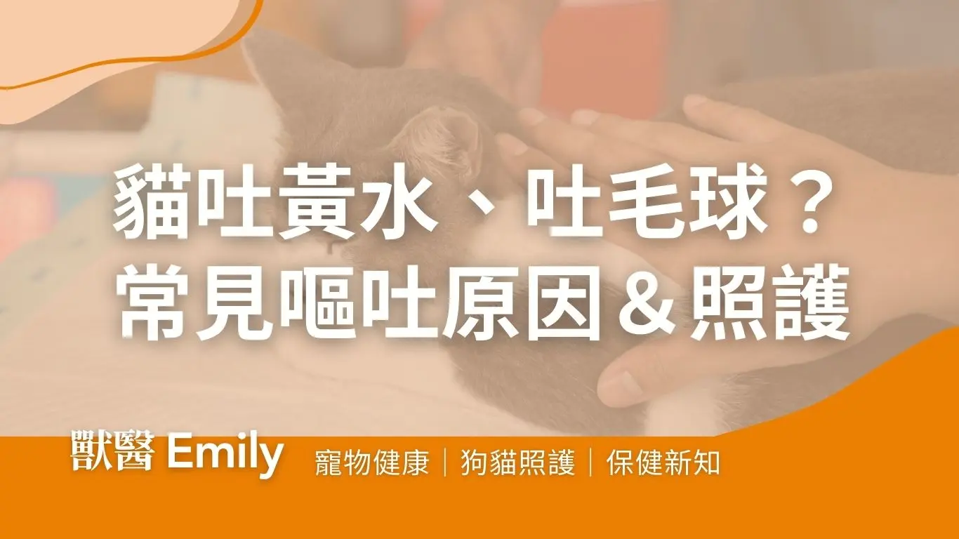 貓咪嘔吐常見原因、緊急就醫時機與日常照護重點