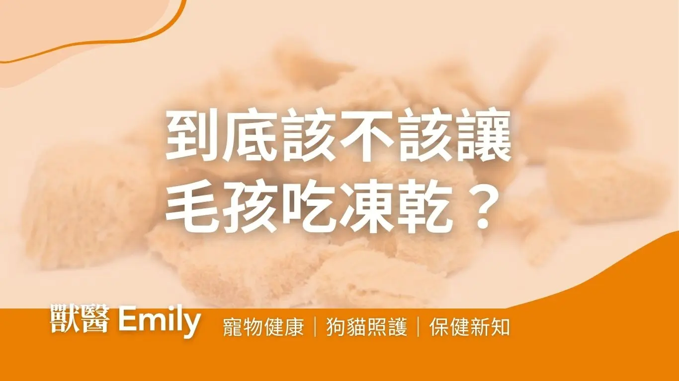 到底該不該買寵物凍乾?凍乾好與不好的原因