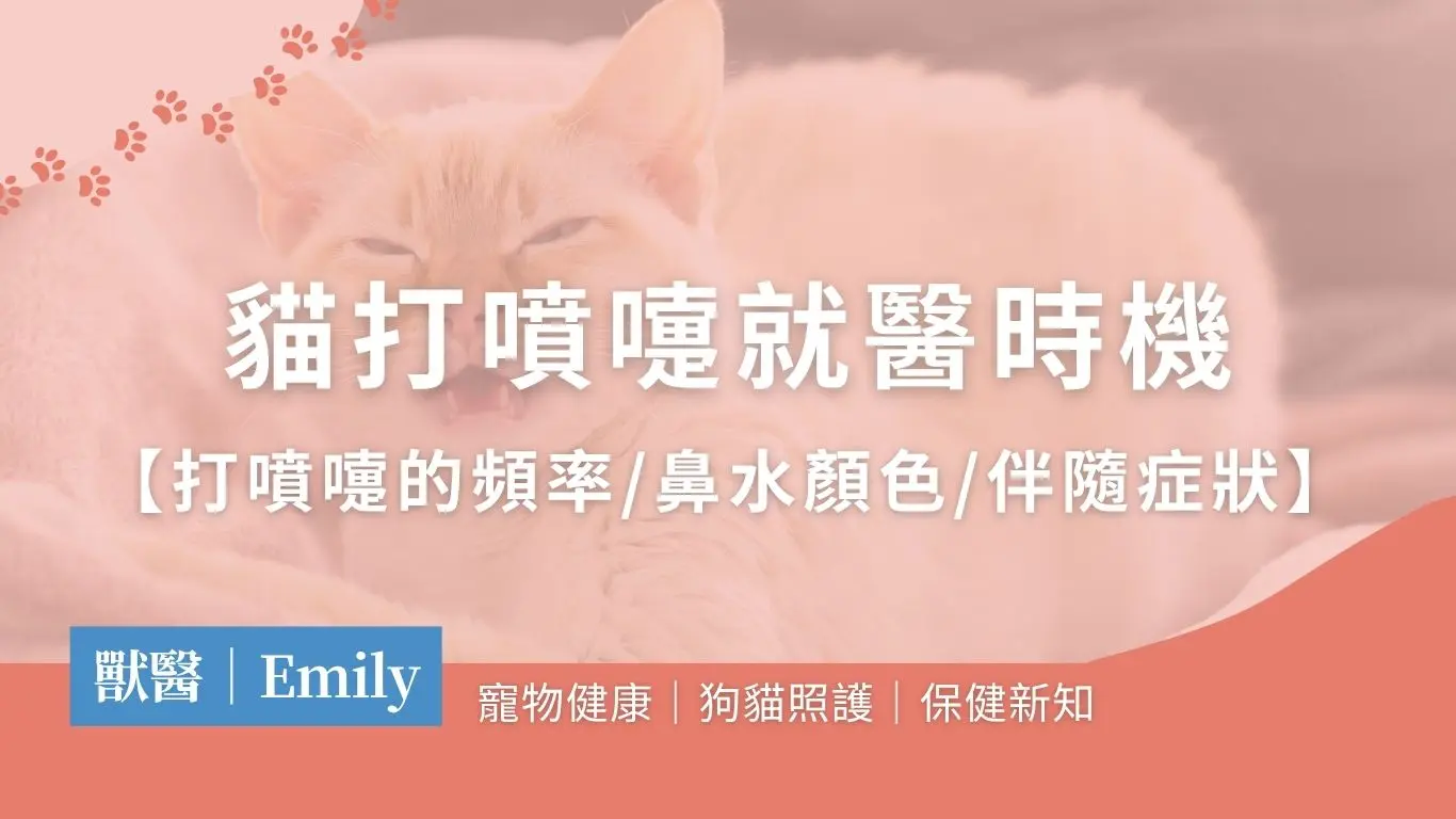 貓打噴嚏居家照護&就醫時機判斷