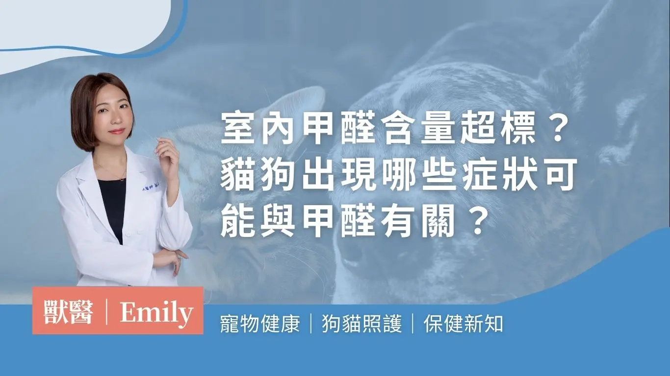 甲醛——居家空氣污染的隱形元兇，貓狗比你更需要一個無毒的家