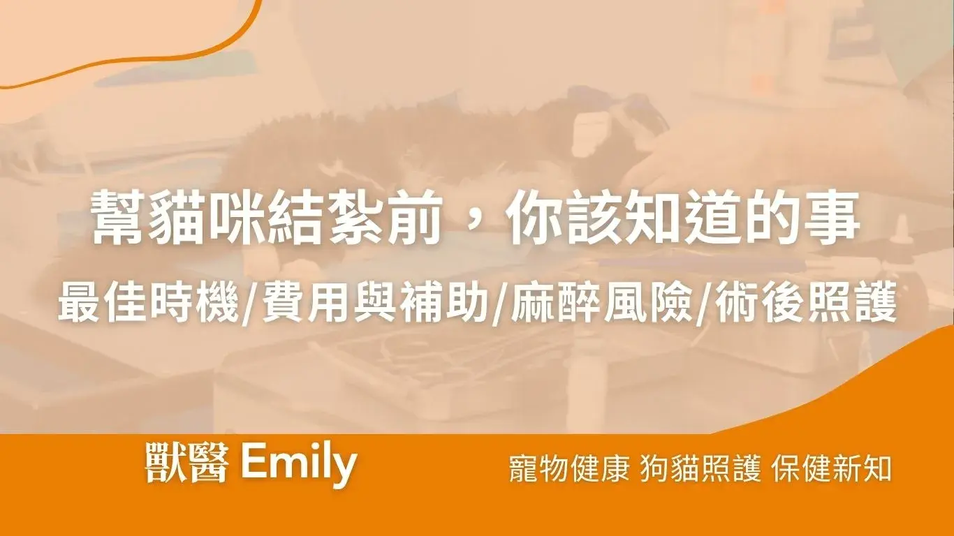 幫貓咪結紮前，你該知道的事 最佳年齡 × 費用與補助 × 麻醉風險 × 術後照護｜獸醫 Emily