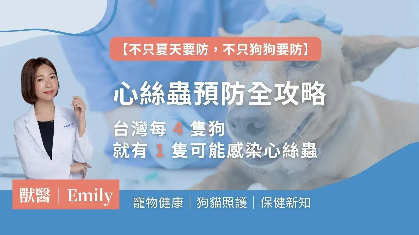 心絲蟲全攻略：犬貓症狀、預防藥選擇與治療費用一次看懂